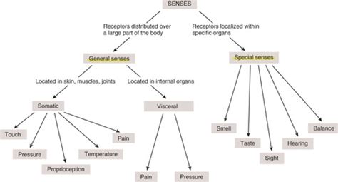 Human Physiology Test 2 Flashcards Quizlet