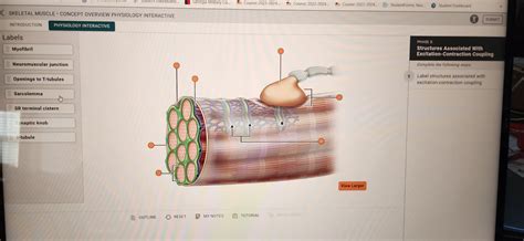 Solved Skeletal Muscle Concept Overview Physiology Chegg