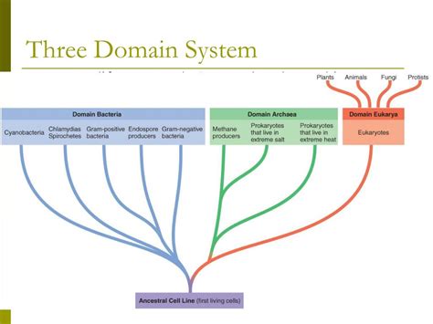 Ppt Microbiology Powerpoint Presentation Free Download Id1248145