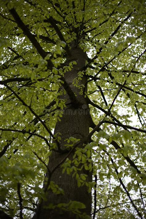 Tronco De árbol Con Muchas Ramas Y Hojas Verdes Imagen de archivo