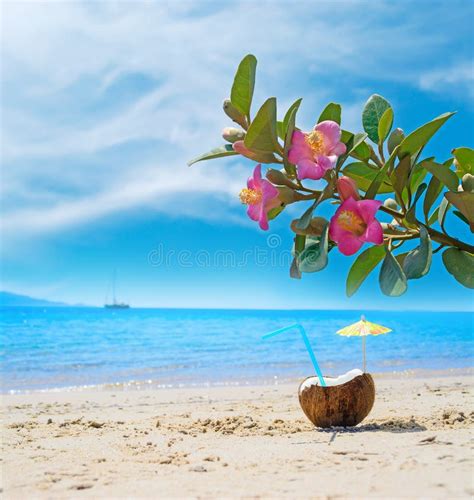 Coconut Under Pink Flowers By The Sea Stock Photo Image Of