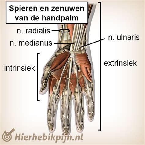 Anatomie Van De Pols Anatomie Hier Heb Ik Pijn