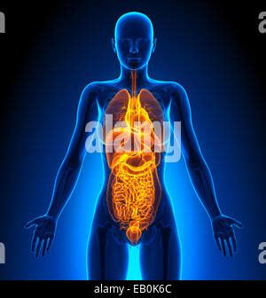 Mut Weiblichen Organe Anatomie Des Menschen Stockfotografie Alamy