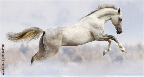 white horse jumping Stock Photo | Adobe Stock