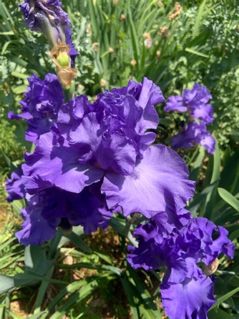 purple iris | Iris flowers, Purple iris, White iris