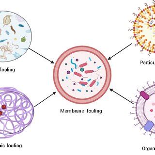 Types of polymer membranes fouling. | Download Scientific Diagram