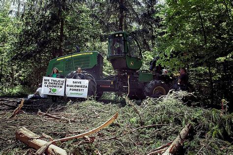 17 obwinionych ekologów broniących Puszczy Białowieskiej Na razie