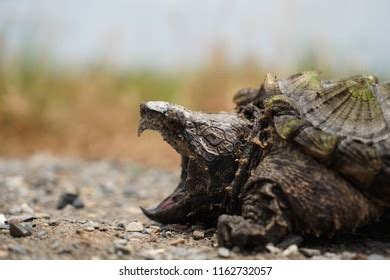 Alligator Snapping Turtle Stock Photo Shutterstock