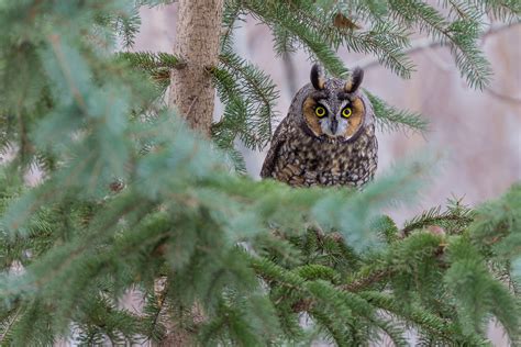 Long-eared Owl | Audubon Field Guide