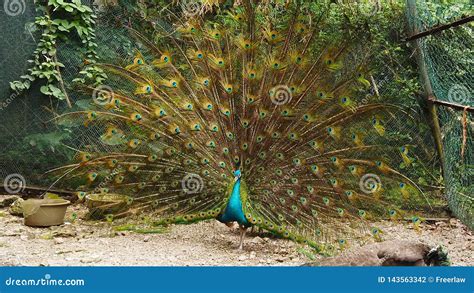 Male Peacock Shows His Beautiful Tails Stock Footage Video Of Bird