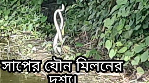 গ্রামে সাপের প্রজনন খেলা কি ভয়ানক দৃশ্য দুটি সাপ কিভাবে খেলছে