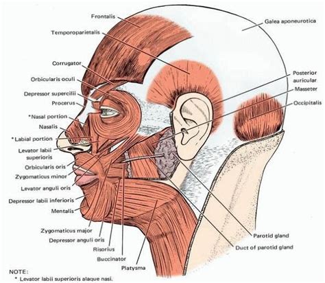 RxDentistry: Muscles of the Facial Expression