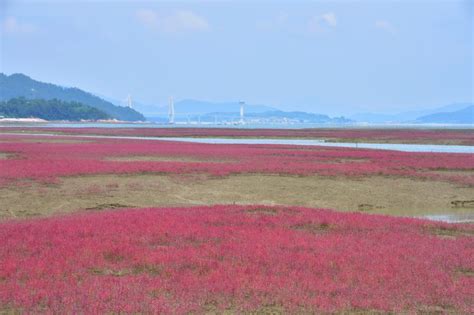 피란수도 부산 한국의 갯벌 2단계 세계유산 잠정목록 올라 파이낸셜뉴스