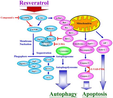 Resveratrol Induced Autophagy And Apoptosis In Cisplatin Resistant