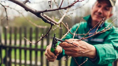 How To Prune Maple Tree Branches Angi