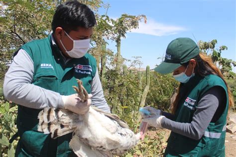 Arequipa Campaña de vacunación del SENASA protegerá a las aves de la