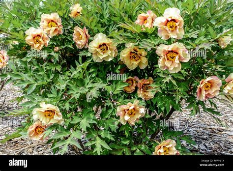 Yellow Tree Peony High Resolution Stock Photography And Images Alamy