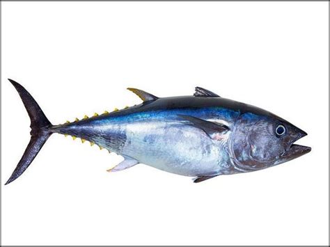 Gambar Ikan Tuna Terbesar dan Termahal Hasil tangkap Indonesia Terbaru ...