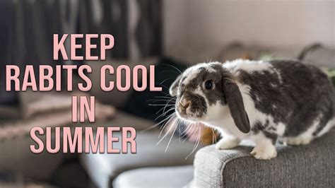 How To Keep Rabbits Cool In Summer Youtube