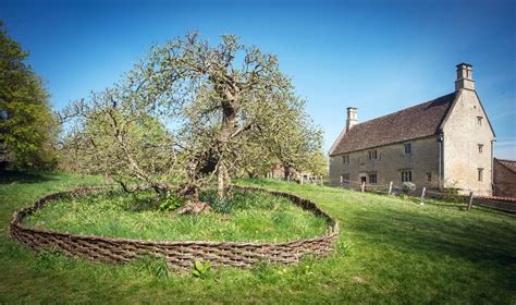 Newton’s “gravity apple tree is still standing and you can visit it ...