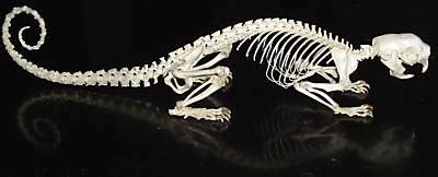 PREHENSILE-TAIL PORCUPINE SKELETON, SKULL, TAXIDERMY | #45080251