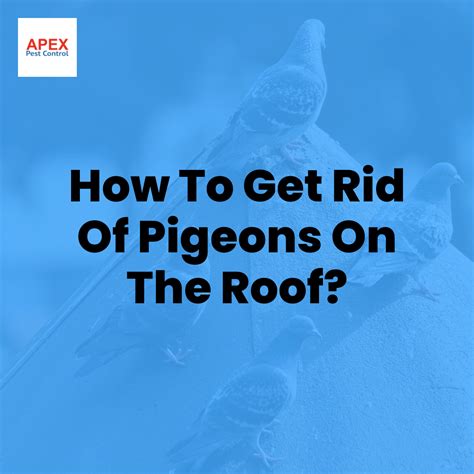 How To Get Rid Of Pigeons On The Roof Apex Pest Control