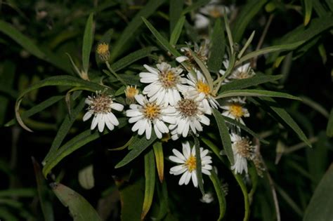 Subspecies Olearia Phlogopappa Salicina Inaturalist