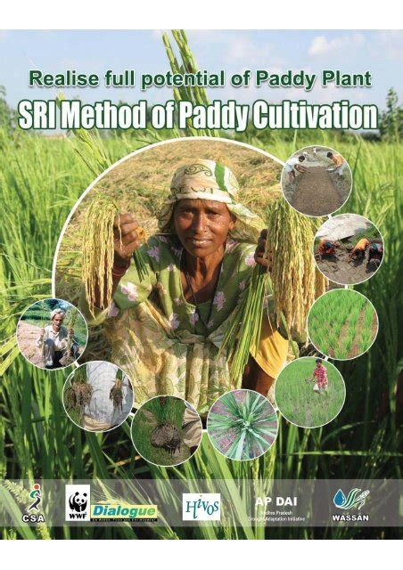 Sri Method Of Paddy Cultivation Wassan