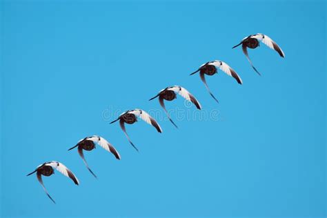 Group of Birds Flying Together in the Sky Stock Image - Image of group ...