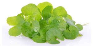 Centella Asiatica proprietà come si usa e controindicazioni della