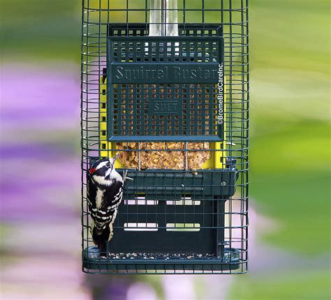 Squirrel buster bird feeder - nipoddb