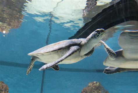 Sea Turtles At Monterey Bay Aquarium Monterey California Library Of