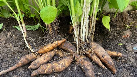 Quels Sont Les L Gumes Vivaces Ou Perp Tuels Planter Au Potager