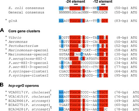 Alignment Of Putative ␴ 54 Binding Sequences Within T6ss Gene Cluster