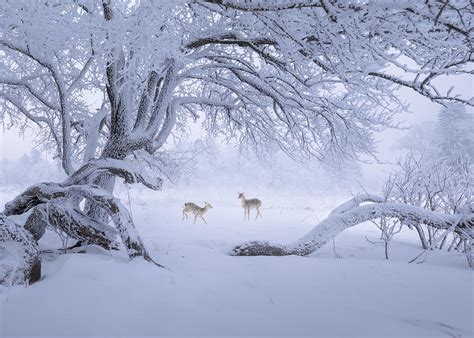 Cute Snow Elves Photograph by Irene Wu - Fine Art America