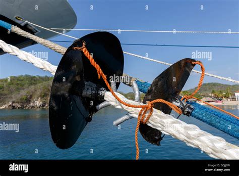 Ship rat hi-res stock photography and images - Alamy