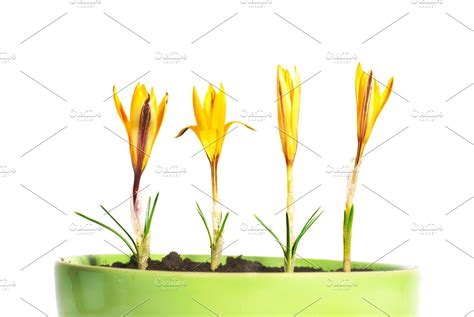 Yellow flowers saffron | High-Quality Nature Stock Photos ~ Creative Market