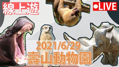 公視LIVE直播在家線上看動物 斑馬長鼻浣熊 畫面提供 壽山動物園 即時影像 動物園 ZOO Taiwan