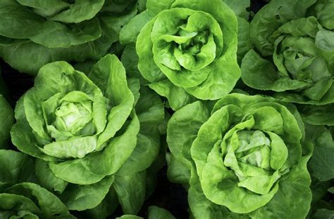 Lettuce Types and Varieties You Should Consider for Your Garden