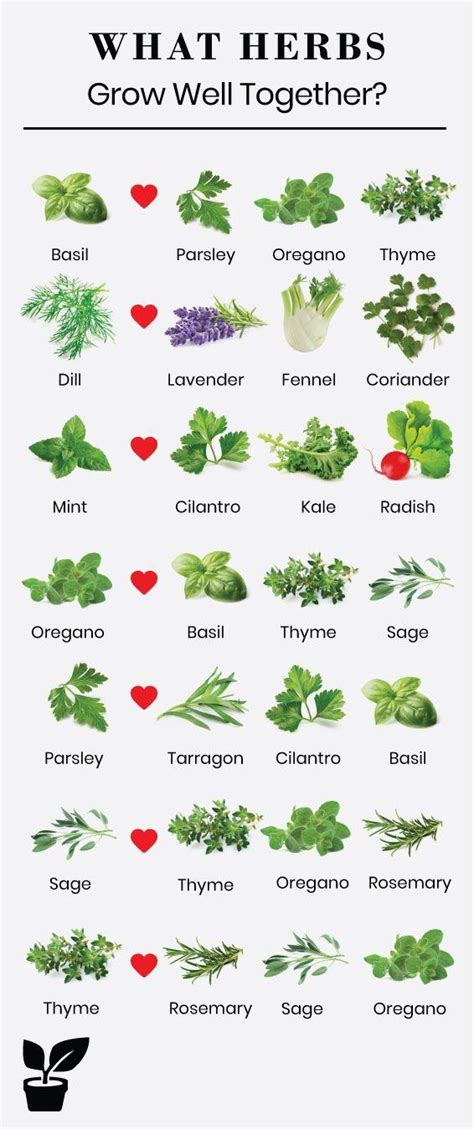 Cool Guide To Growing Herbs Together Rcoolguides