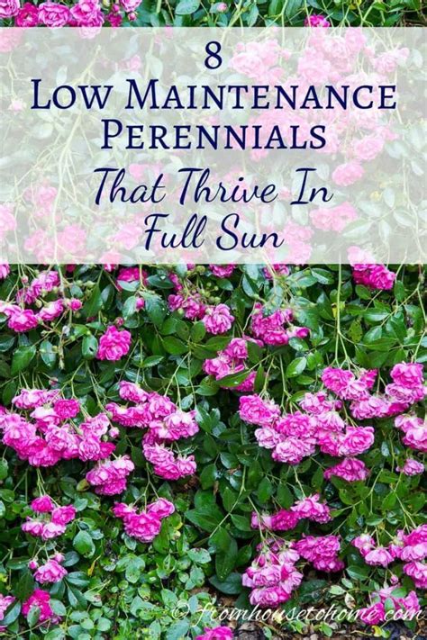 Full Sun Perennials: Low Maintenance Plants That Thrive In Sun ...