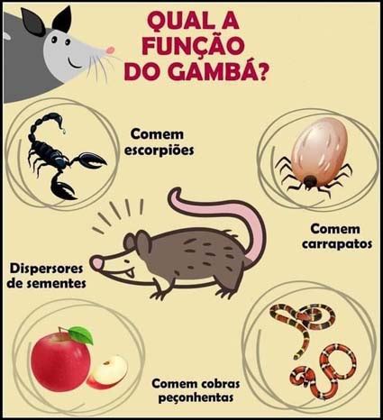 O Que Os Gambas Comem