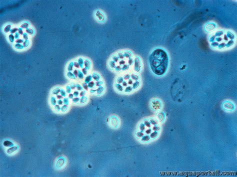 Microsporidie définition illustrée et explications