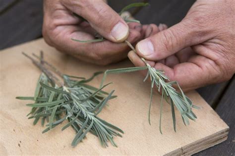 Lavendel Stekken Voor Beginners Artofit