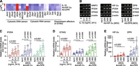 Upregulation Of The Cytosolic Dna Sensors Ifi204 And Sting In Oa Like