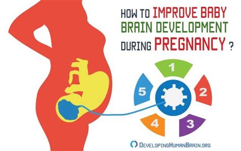 How to Improve Baby Brain Development During Pregnancy