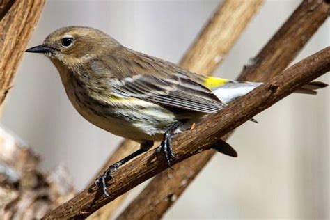 Cara Menaikan Volume Burung Murai Batu Agar Suaranya Maksimal