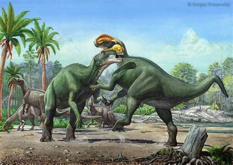 1000 best images about Ornithischian Dinosaurs on Pinterest