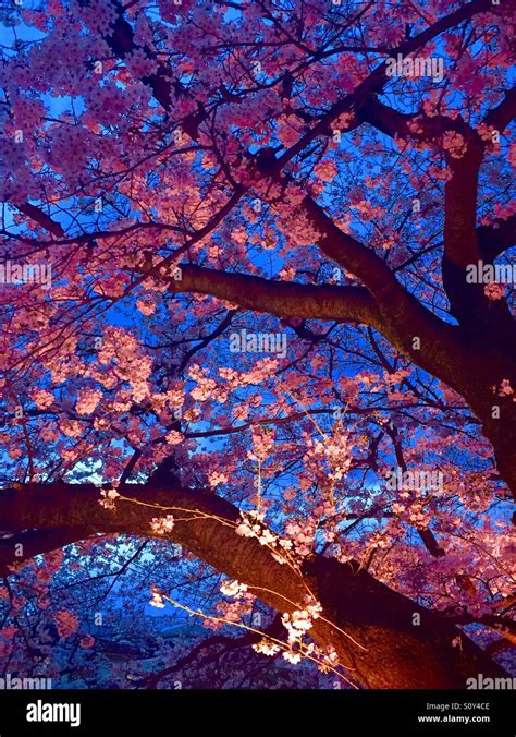 Japanese Cherry Blossom at night Stock Photo - Alamy