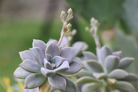 Graptopetalum Paraguayense Ghost Plant Sucs For You